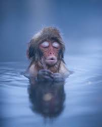 This baby monkey taking a bath is as chill as it gets. Baby Macaque Enjoying A Relaxing Soak In A Hot Spring Natureisfuckinglit