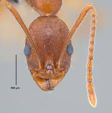 Image result for Anthericopsis sepalosa