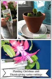 By means of cuttings in spring or summer. Christmas Cactus Cuttings How To Make More Holiday Plants
