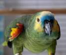 pictures of 2 parrots talking back quotes