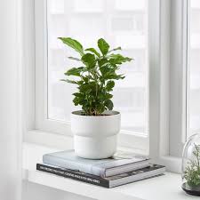 Ikea Forenlig Ubertopf Drinnen Draussen Weiss Drinnen Drinnendrauszligen Foumlrenlig Ikea Uumlbertopf Weiszli In 2020 Easy Care Plants Plants Indoor Plant Pots