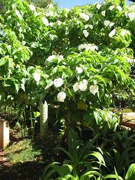 Image result for Mussaenda rivularis