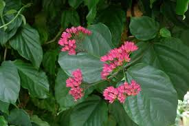 Image result for Clerodendrum splendens