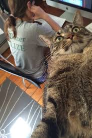 Pin On Kitty Porn