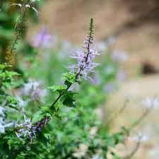 Besides the instant coffee, the herbal ingredients contain ginseng, tongkat ali and misai kucing. Misai Kucing Great Gourd Herbal Garden