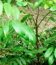 Daun bidara biasa digunakan sebagai ramuan tradisional herbal untuk mendukung kesehatan tubuh. Bidara Laut Aie Angek City