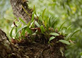Image result for Bulbophyllum sp. nov