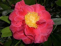 Camellia Japonica Guilio Nuccio U S By 1955 Flowers Bloom Camellia