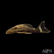 Image result for Eriocaulon afzelianum