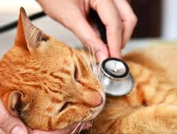 Maybe you would like to learn more about one of these? Veterinary Clinic Services Modesto Ca Animal Medical Center