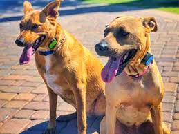 Also addresses crate training, socializing to new places, dog interactions. Off Leash K9 Training Of Phoenix Az Dog Obedience Training Behavior Modification