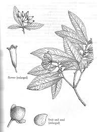 Image result for Peddiea fischeri