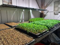 We did not find results for: D I Y Microgreens You Can Grow On Your Kitchen Counter The New York Times