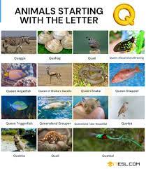 Learn more by helen mccue 07 june 2021 the breville super q does have a commerc. Animals That Start With Q Names Of 18 Animals Starting With Q 7esl