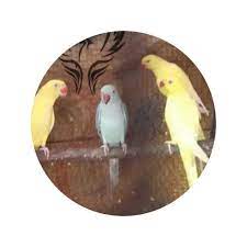 Pair of eclectus parrots (male and female) for sale. Ring Neck Parrot For Sale Lankamarket