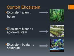 Konsep Konsep Ekosistem Ppt Download