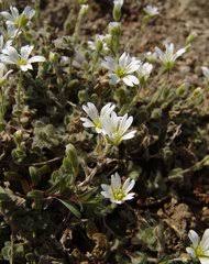 Image result for Cerastium afromontanum