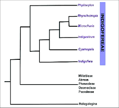 Image result for Microcharis