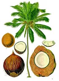 Kelapa parut (@_ddkrnwn) adlı kişinin en son tweetleri. Kelapa Definition And Synonyms Of Kelapa In The Malay Dictionary