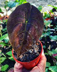 Check spelling or type a new query. Alocasia Cuprea Home Furniture Gardening On Carousell