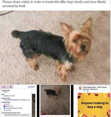 You Cannot Sell A Dog You Find Buy A Dog Dogs Losing A Pet