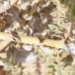 Image result for Anticharis