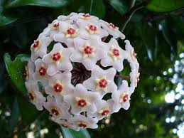 Scopri le migliori foto stock e immagini editoriali di attualità di mazzo di fiori su getty images. I Fiori Piu Belli Del Mondo World Of Flowers Pescini Com