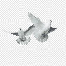 Burung merpati termasuk burung yang setia, dia akan berkembang biak dan menghasilkan peranakan dari buah cintanya dengan pasangannya, warna putih yang. Penerbangan Domestik Burung Merpati Columbidae Burung Dara Hewan Fauna Wallpaper Desktop Png Pngwing