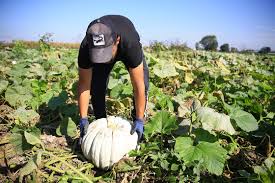 Sakarya'nın coğrafi işaretli 'bal kabağı'nın tarladan sofraya yolculuğu  başladı