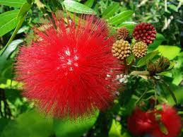Calliandra Haematocephala Red Powder Puff World Of Flowering Plants Flowers Flowering Trees Hanging Plants Outdoor