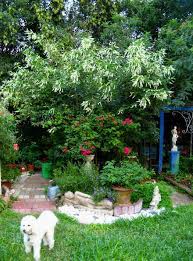 What is a sweet almond bush? Sweet Almond Bush Tree