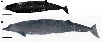 Gan stejneger bak 1883 taneon zo pimtayar. Description Of A New Species Of Beaked Whale Berardius Found In The North Pacific Scientific Reports