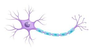 What is the cell body function. Cell Body The Definitive Guide Biology Dictionary