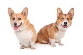 Find corgi puppies for sale and dogs for adoption. Is The Australian Shepherd Corgi Mix A Good Family Dog K9 Web