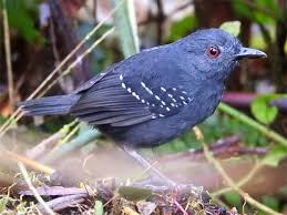 Image result for Antherotoma naudinii