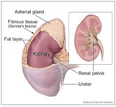 In humans, the renal pelvis is the point where the two or three major calyces join together. Figure The Kidney Including The Surrounding Statpearls Ncbi Bookshelf