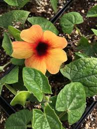 Image result for Thunbergia racemosa