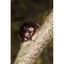 Image result for puklice