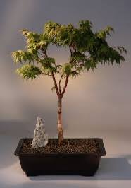 It's a single japanese maple in three stages of it's annual migration through the seasons. Japanese Maple Bonsai Tree Acer Palmatum Sango Kaku