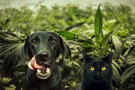 Any place i do not want a cat i know many people use big striped soda bottles filled with water to scare away cats and dogs, and. Cats Dogs And Cannabis Rqs Blog