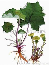款冬 辛 微苦 溫 歸肺 coltsfoot flower 菊科多年生草本植物tussilago farfara l 的花蕾 功效 潤肺止咳化痰 主治 用於多種咳嗽 本品為治咳常用藥 藥性功效與紫菀相似 彼則長於化痰 此則長於止咳 二者常相須而用 然本品辛溫而潤 尤宜于寒嗽 常配麻