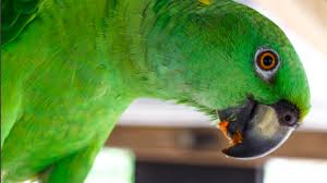 What Do Parrots Eat