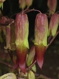 Image result for Xenostegia pinnata