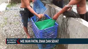 Ikan patin merupakan ikan yang hidup di air laut, ikan patin bukan ikan yang dibudidayakan karena ikan patin ini banyak tersebar luas dilautan, salah satunya perairan di indonesia. Mie Instan Dari Ikan Patin Enak Menyehatkan Video Dailymotion