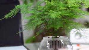 How To Take Care Of Common Asparagus Fern Rayagarden