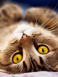 Lalu kenapa sih gambarnya harus keren? Wallpaper Kucing Lucu Hd Cat Whiskers Small To Medium Sized Cats Felidae Snout 631855 Wallpaperuse