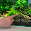 Signs your pufferfish is pregnant. 1
