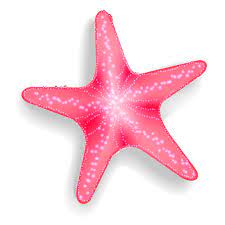 Starfish Sea Clip Art Starfish Transparent Png Image Carnaval Desenhos Legais Desenhos