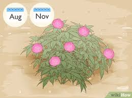 In your area, and in zones 4 to 7, september is by far the best month to divide or move peonies, and it's a good time for a lot of other perennials, too. How To Divide And Transplant Peonies 11 Steps With Pictures