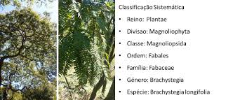 Image result for Brachystegia longifolia